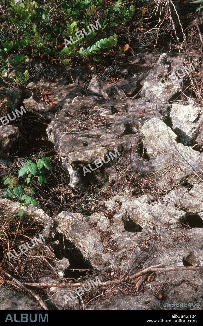 Porous oolitic limestone underlies south Florida's topsoil, and is exposed to the surface in many places in Everglades National Park. This oolitic limestone was formed during a recent glacial period, and is only indirectly derived from marine shells.