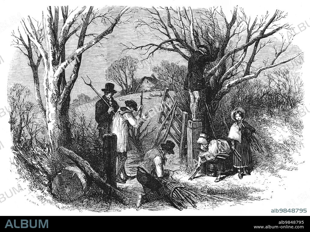 The Illustrated London News Etching From 1854. Cutting The Ashen Faggot. The Ashen Faggot (Also Known As Ashton Fagot) Is An Old English Christmas Tradition From Devon And Somerset, Similar To That Of The Yule Log And Related To The Wassail Tradition. A Faggot Is A Large Log Or A Bundle Of Ash Sticks. It Was Bound With Nine Green Lengths Of Ash Bands Or 'beams', Preferably All From The Same Tree. At The Appropriate Moment During Christmas Eve, The Faggot Must Be Burnt In A Hearth While People Who Are Watching Sing Dunster Carols.
