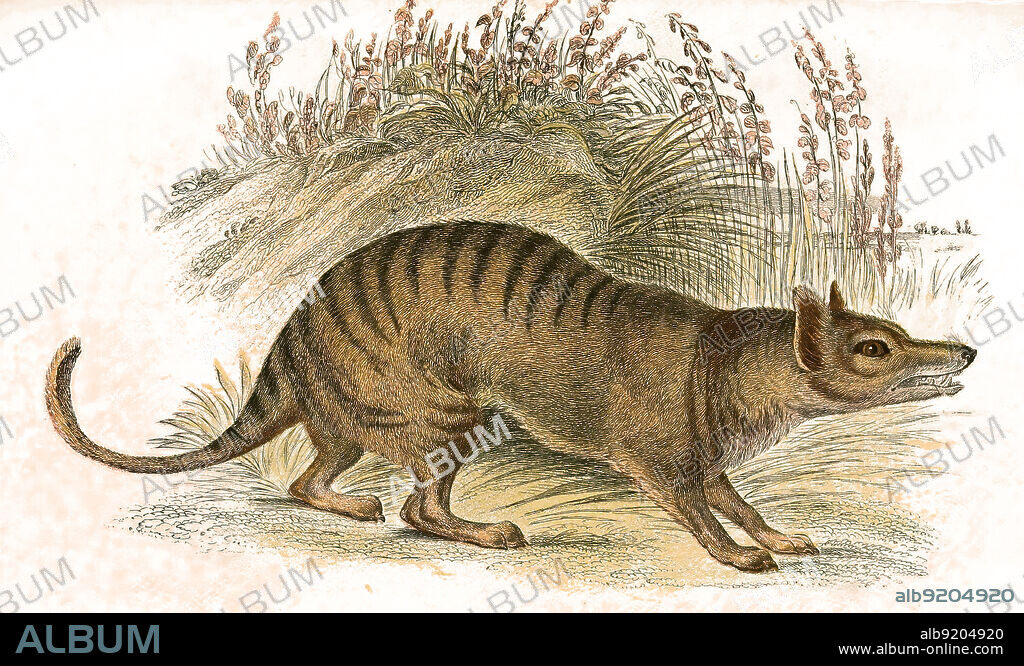Beutelwolf, Thylacinus cynocephalus, auch Tasmanischer Wolf, Beuteltiger oder Tasmanischer Tiger genannt, war das größte räuberisch lebende Beuteltier, das nach der Quartären Aussterbewelle auf dem australischen Kontinent lebte / Thylacine, an extinct carnivorous marsupial that was native to the Australian mainland, last known live animal was captured in 1930 in Tasmania, tasmanian tiger, tasmanian wolf, Historisch, historical, digital improved reproduction of an original from the 19th century / digital restaurierte Reproduktion einer Originalvorlage aus dem 19. Jahrhundert, genaues Originaldatum nicht bekannt,.