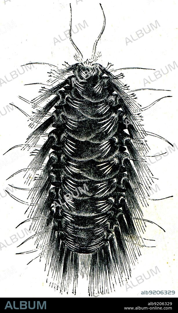 Hermione hystrix - illustration to the article 'Worms' from the encyclopedia publishers 'Education', St. Petersburg, Russian Empire, 1896.