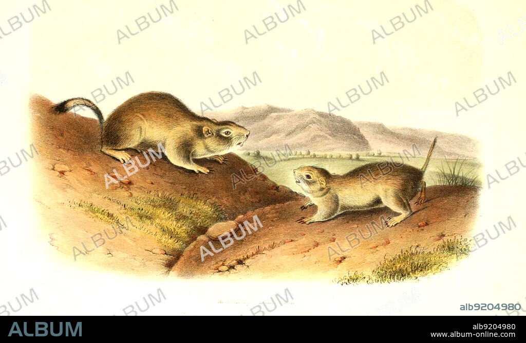 Europäische Ziesel, Spermophilus citellus, Syn: Citellus citellus, auch Schlichtziesel , Histoisch, digital restaurierte Reproduktion einer Originalvorlage aus dem 19. Jahrhundert, genaues Originaldatum nicht bekannt /richardsons spermophile, European ground squirrel, Spermophilus citellus, also known as the European souslik, historical, digital improved reproduction of an original from the 19th century.
