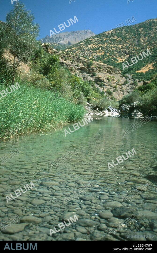Oak-dominant deciduous forest in the Zagros Mountain forest steppe ecoregion near Hakkari, southeast Turkey.