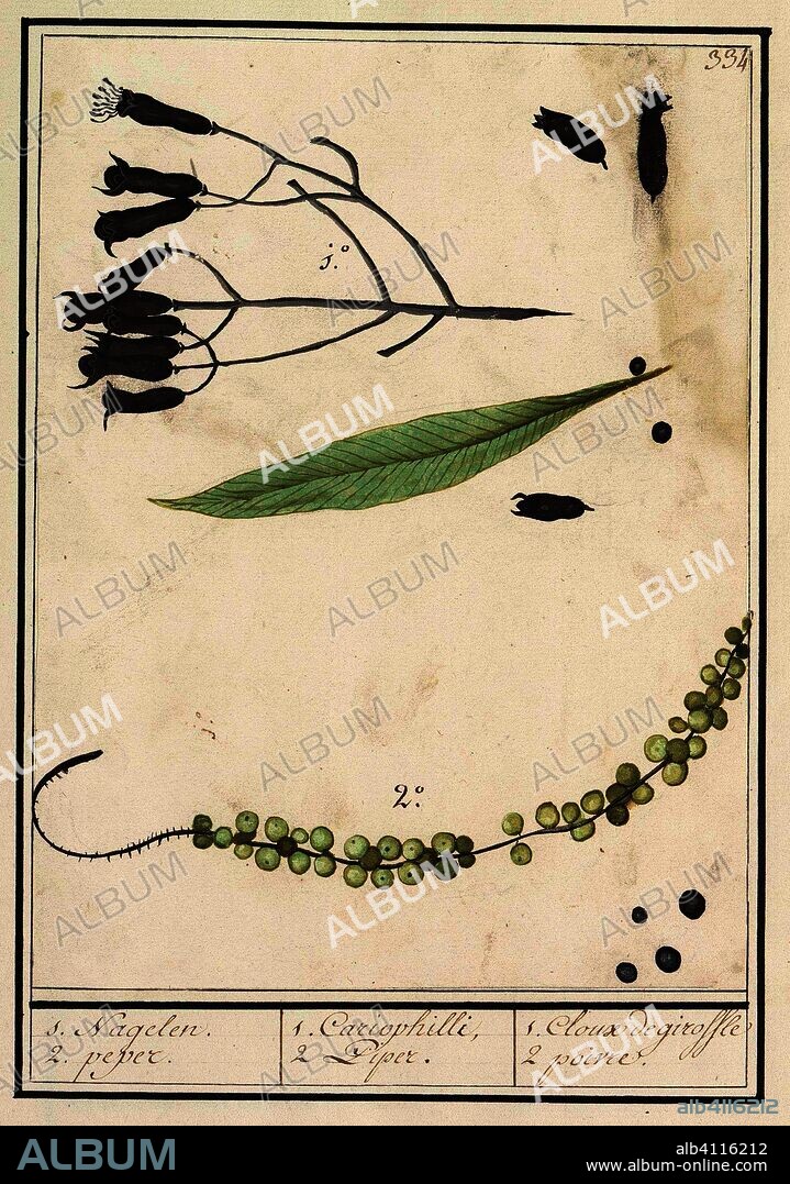 ANSELMUS BOËTIUS DE BOODT. Kruidnagel (Syzygium aromaticum) en peper (Piper nigrum). 1. Nagelen. 2. peper. / Cariophilli. 2. Piper. / 1. Cloux de giroffe 2 poivre. (title on object). Draughtsman: Anselmus Boëtius de Boodt. Draughtsman: Elias Verhulst. Dating: 1596 - 1610. Place: Praag. Measurements: h 223 mm × w 168 mm.