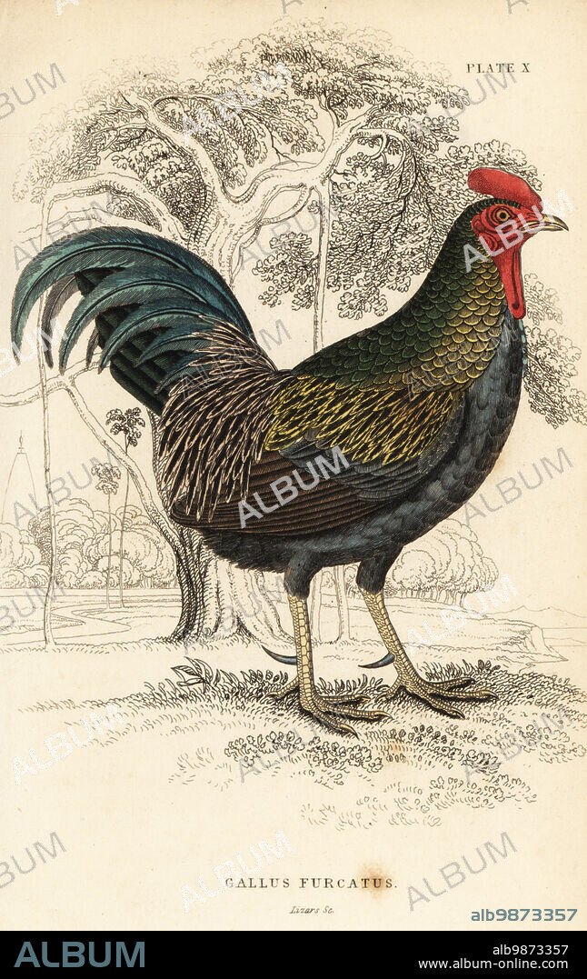 Red junglefowl, Gallus gallus javanicus. Fork-tailed cock, Gallus furcatus. Gallus javanicus. Handcoloured copperplate engraving by William Lizars from Sir William Jardines the Natural History of Gallinaceous Birds in his Naturalists Library: Ornithology, Lizars, Edinburgh, 1834.