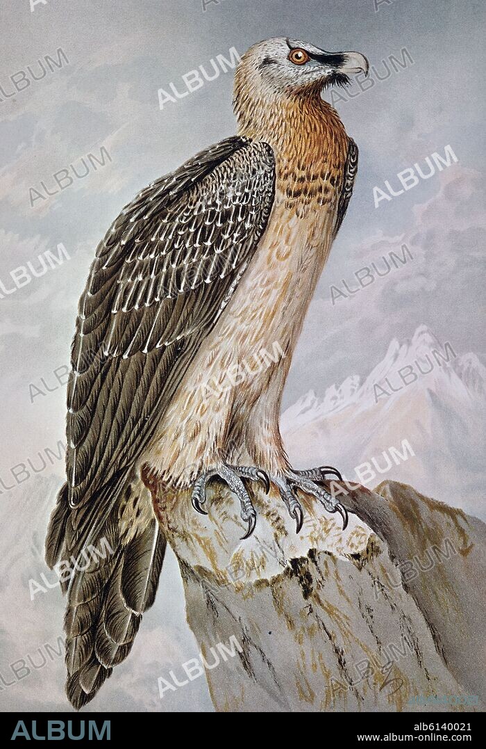 GRABADO-BUITRE QUEBRANTAHUESOS-MACHO ADULTO(GYPAETUS BARBATUS).