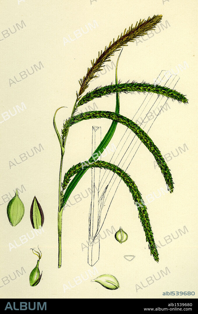 Carex pendula; Great Pendulous Sedge.