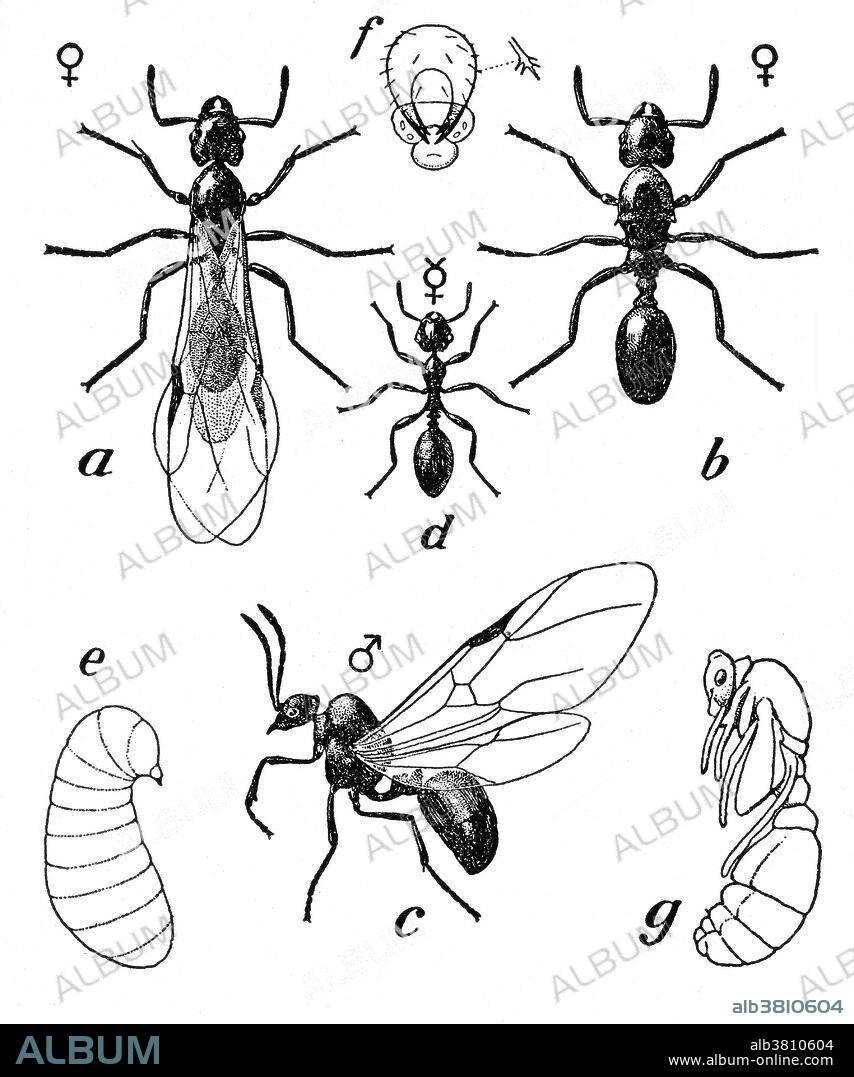Diagram of the pavement ant. (a = female; b = female after loss of wings; c = male, d = worker, e = larva; g = pupa; f = head of larva. The pavement ant, Tetramorium caespitum, is a common household pest. Its name comes from the fact that colonies usually make their homes in pavement. It is distinguished by one spine on the back, two nodes on the petiole, and grooves on the head and thorax. The species is native to Europe, but was introduced to North America in the 18th century. Insects are a class of invertebrates within the arthropod phylum that have a chitinous exoskeleton, a three-part body (head, thorax and abdomen), three pairs of jointed legs, compound eyes and one pair of antennae. They are among the most diverse groups of animals on the planet, including more than a million described species and representing more than half of all known living organisms.