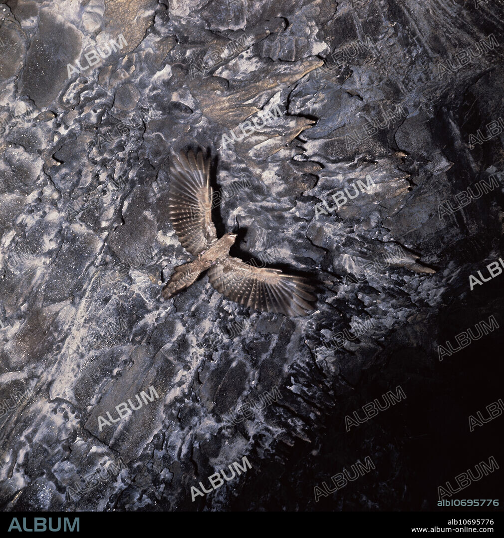 Oilbird (Steatornis caripensis), viewed from below, using echo-location to fly around a dark cave.