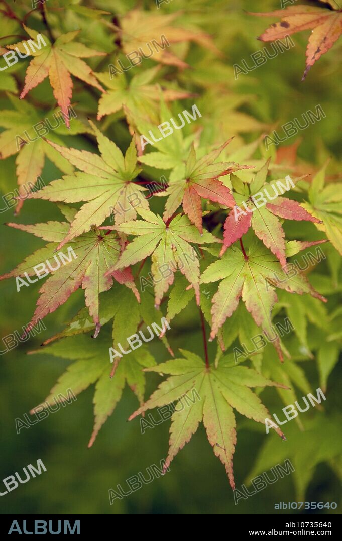 Maple, botanical garden. Pagoeta Natural Park, Aia. Guipuzcoa, Euskadi, Spain.