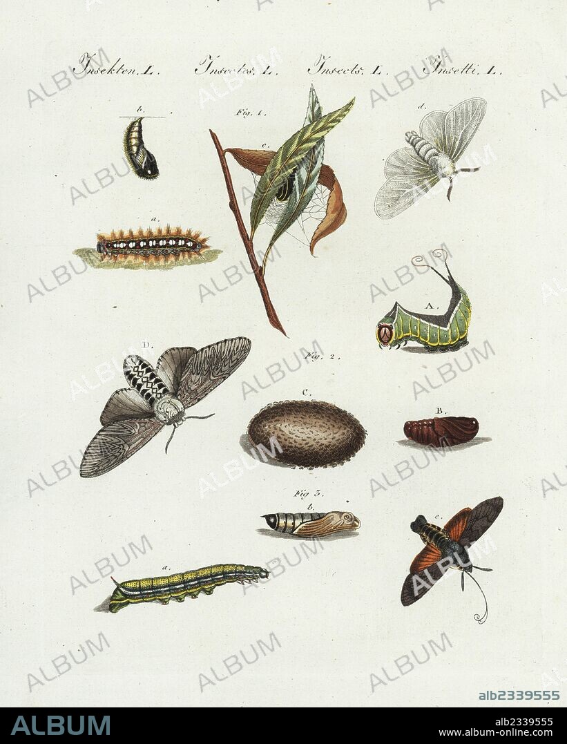 White satin moth, Leucoma salicis 1, puss moth, Cerura vinula, and hummingbird hawk-moth, Macroglossum stellatarum 3, moth, larva, caterillar, pupa. Handcoloured copperplate engraving from Bertuch's "Bilderbuch fur Kinder" (Picture Book for Children), Weimar, 1807. Friedrich Johann Bertuch (1747-1822) was a German publisher and man of arts most famous for his 12-volume encyclopedia for children illustrated with 1,200 engraved plates on natural history, science, costume, mythology, etc., published from 1790-1830.
