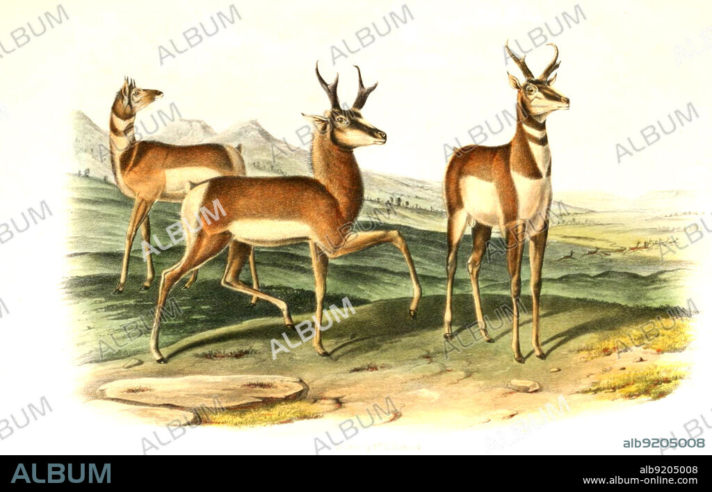 Gabelbock, Antilocapra americana, auch als Gabelhornantilope, Gabelantilope, Gabelhorntier, Gabelhornträger oder Pronghorn, digital restaurierte Reproduktion einer Originalvorlage aus dem 19. Jahrhundert, genaues Originaldatum nicht bekannt / pronghorn, Antilocapra americana, a species of artiodactyl, American antelope, prong buck, pronghorn antelope, prairie antelope, historical, digital improved reproduction of an original from the 19th century.