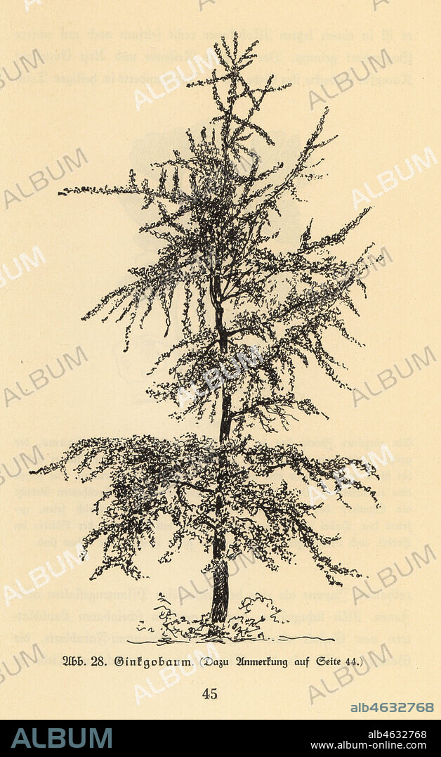 Ginkgo tree. Ginkgobaum. Illustration by from Wilhelm Bolsches Das Leben der Urwelt, Prehistoric Life, Georg Dollheimer, Leipzig, 1932.