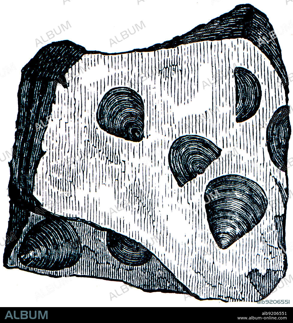 Cambrian and Silurian systems fossil organisms - Brachiopod Atypa Lingula prima - encyclopedia Education, Russia, 1896.