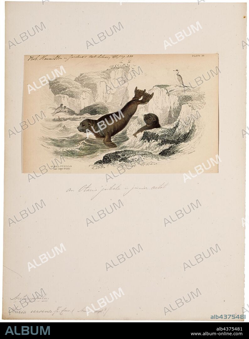 Otaria ursina, Print, South American sea lion, The South American sea lion (Otaria flavescens, formerly Otaria byronia), also called the Southern Sea Lion and the Patagonian sea lion, is a sea lion found on the Ecuadorian, Peruvian, Chilean, Falkland Islands, Argentinean, Uruguayan, and Southern Brazilian coasts. It is the only member of the genus Otaria. Its scientific name was subject to controversy, with some taxonomists referring to it as Otaria flavescens and others referring to it as Otaria byronia. The former eventually won out, although that may still be overturned. Locally, it is known by several names, most commonly lobo marino (es)/lobo marinho (pt) (sea wolf) and león marino (es)/leão marinho (pt) (sea lion) and the hair seal., 1700-1880.