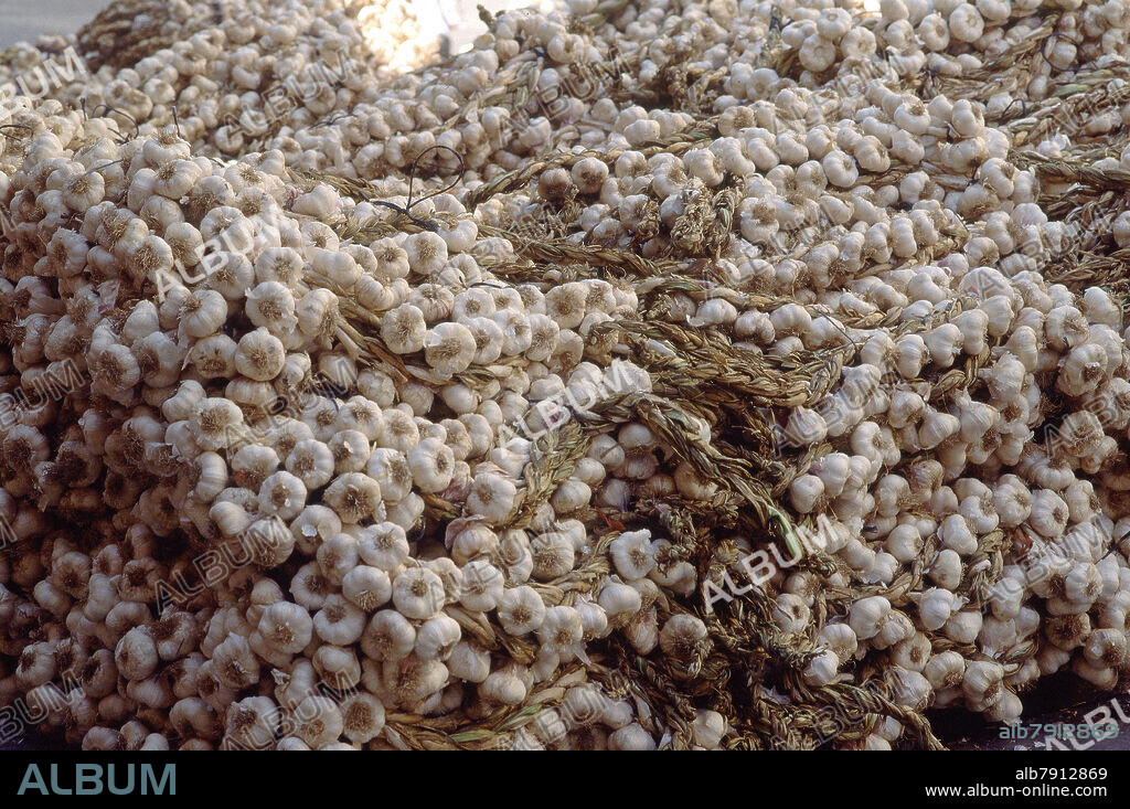 MONTONES DE RISTRAS DE AJOS PARA SU VENTA.