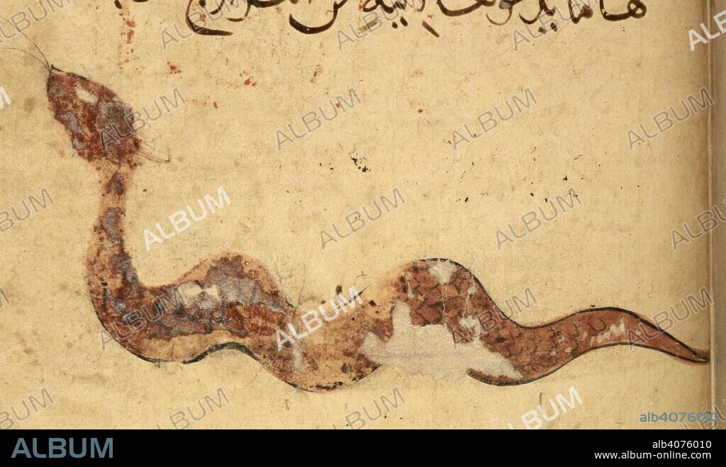 ARISTOTELES y IBN BAKHTISHU'. A viper. Kitab Na't al-hayawan (book of the characteristics of animals). Middle East, 13th century. A treatise on animals and the medical properties of the various parts of their bodies, compiled from works of Aristotle and Ibn Bakhtishu'. Source: Or. 2784 f.242r. Language: Arabic.