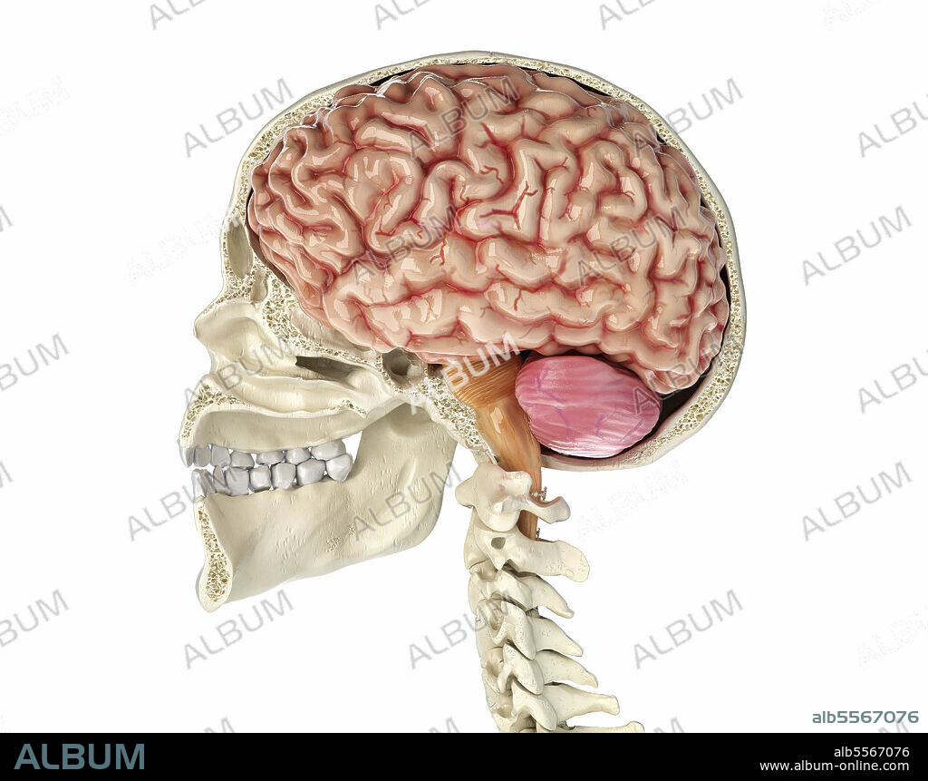 Human skull mid sagittal cross-section with brain. Side view on black background.