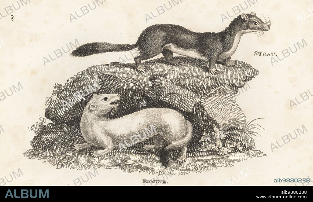 Eurasian ermine, Beringian ermine, ermine or stoat, Mustela erminea. Stoat and ermine, Viverra erminea. After an illustration by George Edwards in the British Museum. Copperplate engraving by James Heath from George Shaws General Zoology: Mammalia, G. Kearsley, Fleet Street, London, 1800.