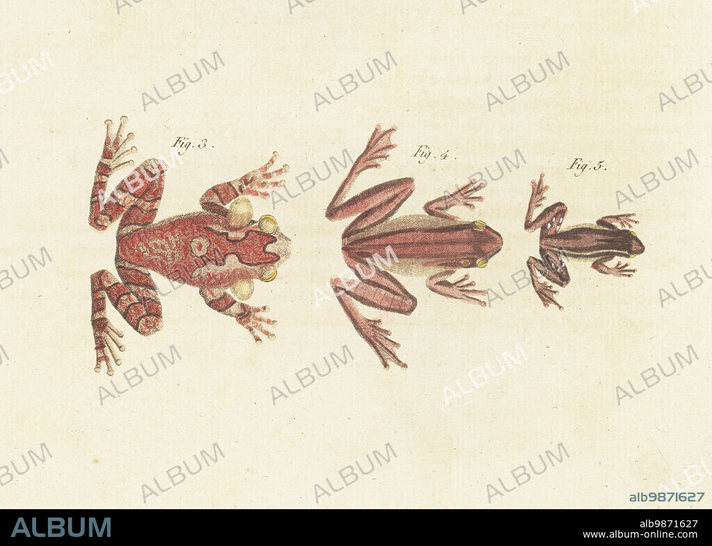 Veined tree frog, Trachycephalus typhonius 3, rusty tree frog or giant gladiator treefrog, Boana boans 4, and red-snouted treefrog; Scinax ruber 5. Handcoloured copperplate engraving from Carl Bertuch's Bilderbuch fur Kinder (Picture Book for Children), Weimar, 1813. A 12-volume encyclopedia for children illustrated with almost 1,200 engraved plates on natural history, science, costume, mythology, etc., published from 1790-1830.