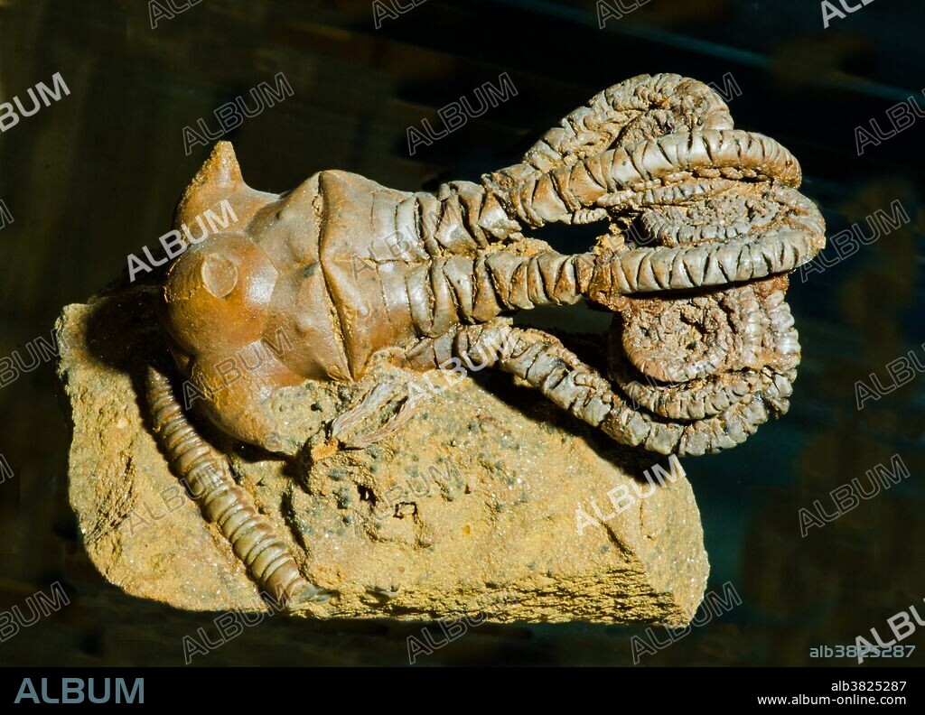 Crinoid (Jimbacrinus Bostocki) fossil displayed in the Bob Campbell Geology Museum.