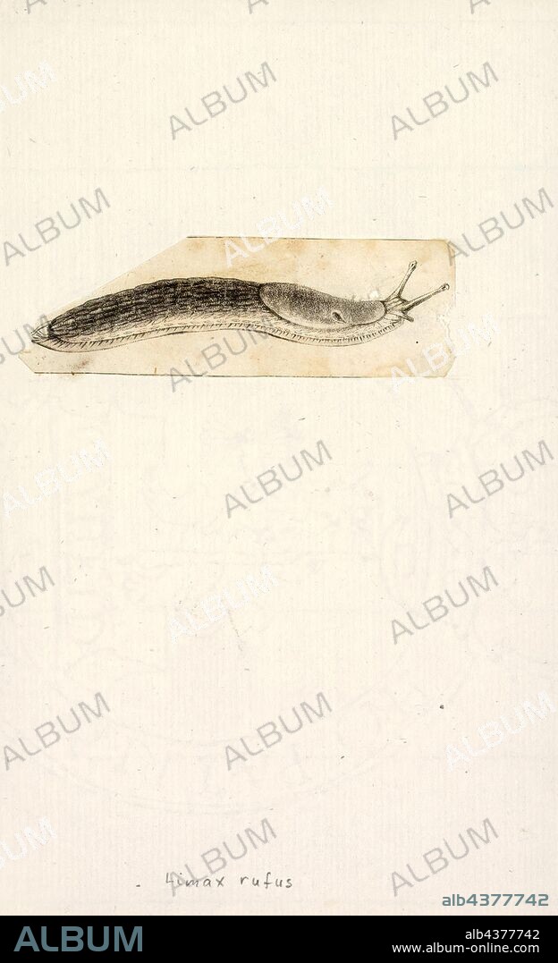 Limax rufus, Print, Limax is a genus of air-breathing land slugs in the terrestrial pulmonate gastropod mollusk family Limacidae.