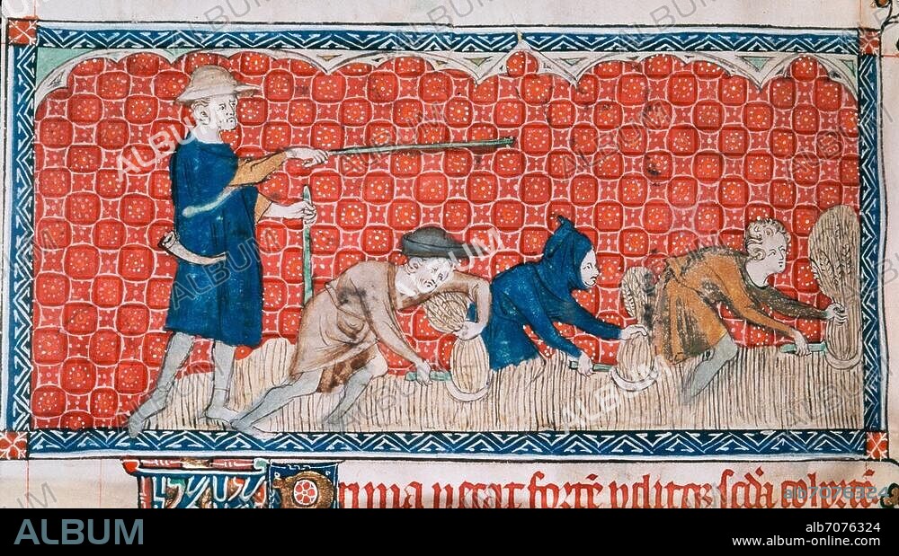 Buchmalerei, England, um 1300/1325. Bauern bei der Getreideernte unter Aufsicht eines vom Grundherrn bestellten Beamten. Aus dem Psalter der Königin Maria (Queen Mary Psalter). Royal Ms 2. B. VII, 78 v, London, British Library.