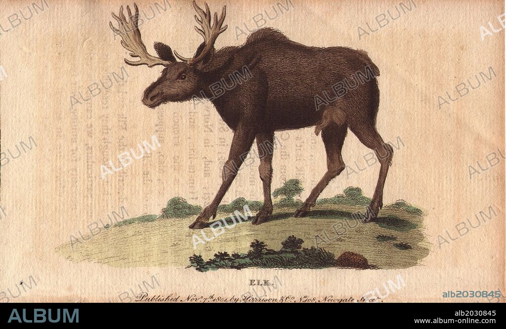Elk or wapiti. . Cervus canadensis. . "The flesh of the elk is said to be light and nourishing; but the nose of the moose-deer according to Pennant is reckoned the greatest delicacy in all Canada.". . Handcoloured copperplate engraving from "The Naturalist's Pocket Magazine; or, Complete Cabinet of the Curiosities and Beauties of Nature" (1798~1802) published by Harrison, London.