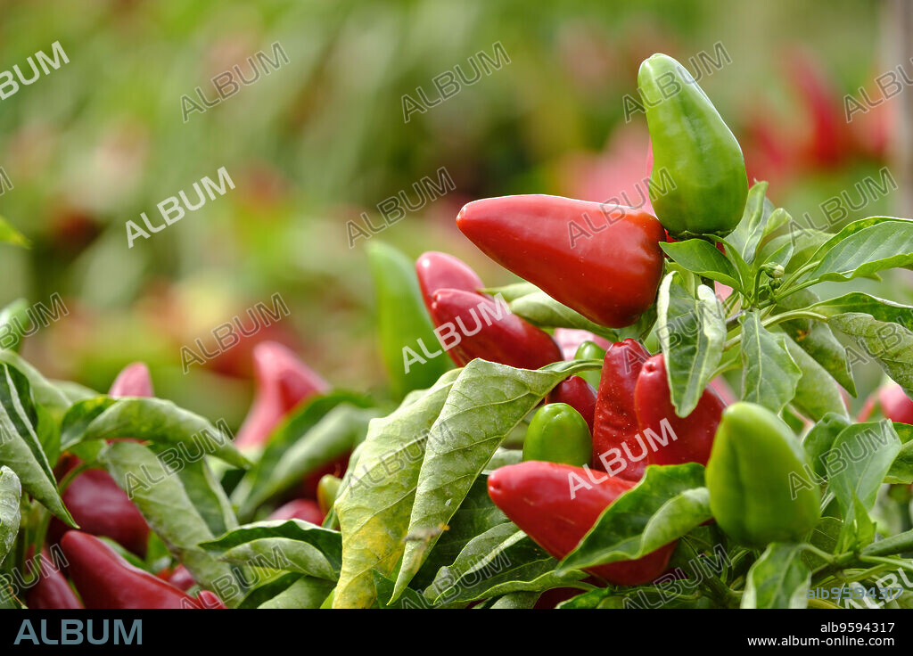 Tap de Corti pepper plantation, Sencelles, Mallorca, balearic islands, spain, europe.
