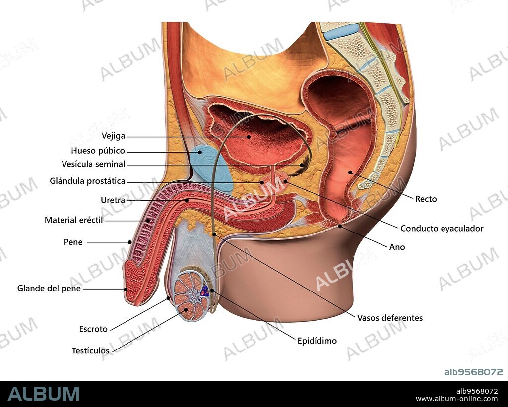 Male reproductive system, sagittal section view with labels.