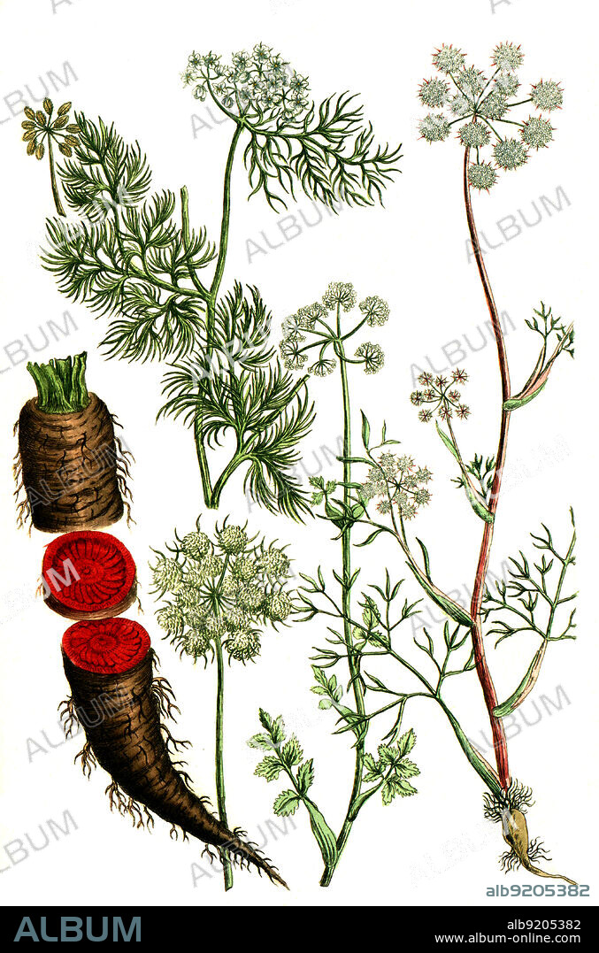 Möhren, Daucus, eine Pflanzengattung innerhalb der Familie der Doldenblütler, Apiaceae, Daucus sativus, radice, palistris / Carrots, Daucus, a genus of plants within the umbellifer family, Apiaceae, Daucus sativus, radice, palistris, Digital retuschierte Illustration aus Phytanthoza iconographica von Johann Wilhelm Weinmann, Maler Bartholomäus Seutter und Kupferstecher Johann Jakob Haid und Johann Elias Ridinger, 1740 / Digitally retouched illustration from Phytanthoza iconographica by Johann Wilhelm Weinmann, painter Bartholomäus Seutter and engravers Johann Jakob Haid and Johann Elias Ridinger, 1740.
