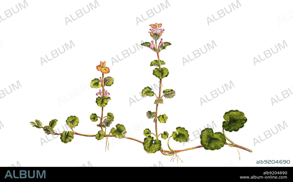 Gundermann, Glechoma hederacea, auch Echt-Gundelrebe, Gundelrebe oder Erdefeu / Glechoma hederacea, syn. Nepeta glechoma Benth., Nepeta hederacea, L. Trevir. is an aromatic, perennial, evergreen creeper of the mint family Lamiaceae. It is commonly known as ground-ivy, gill-over-the-ground, creeping charlie, alehoof, tunhoof, catsfoot, field balm, and run-away-robin, historical, digital improved reproduction of an original from the 19th century / digital restaurierte Reproduktion einer Originalvorlage aus dem 19. Jahrhundert, genaues Originaldatum nicht bekannt.