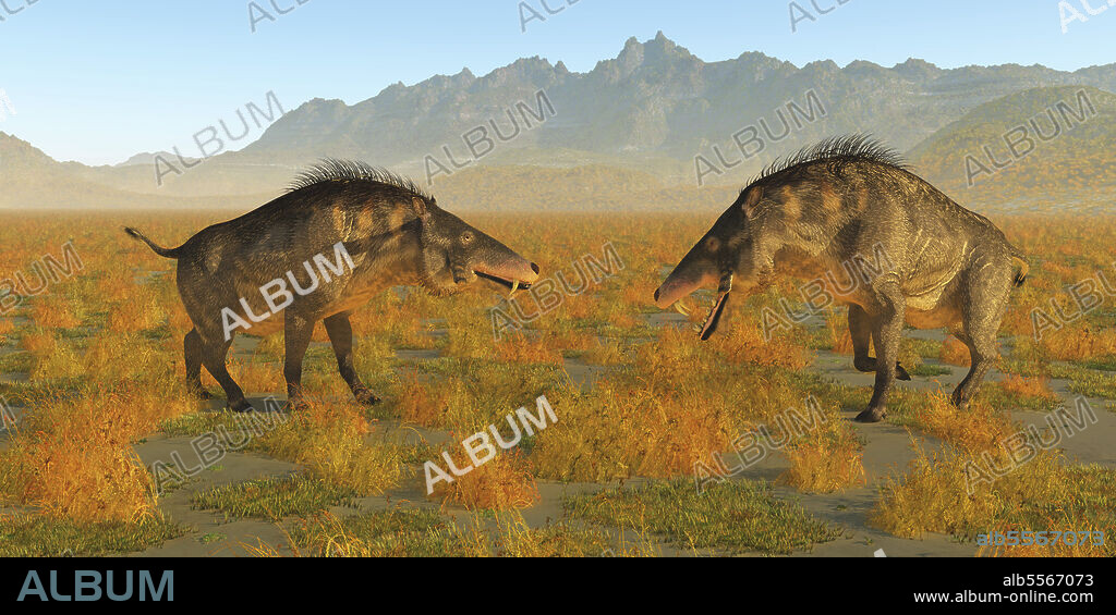 Two omnivorous Entelodon pigs face each other in a territorial fight during Europe's prehistoric Eocene epoch.