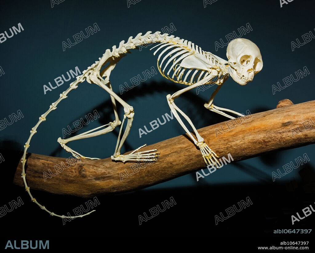 Squirrel Monkey Skeleton (Saimiri sciureus) Osteology museum. Oklahoma City, Oklahoma, USA.