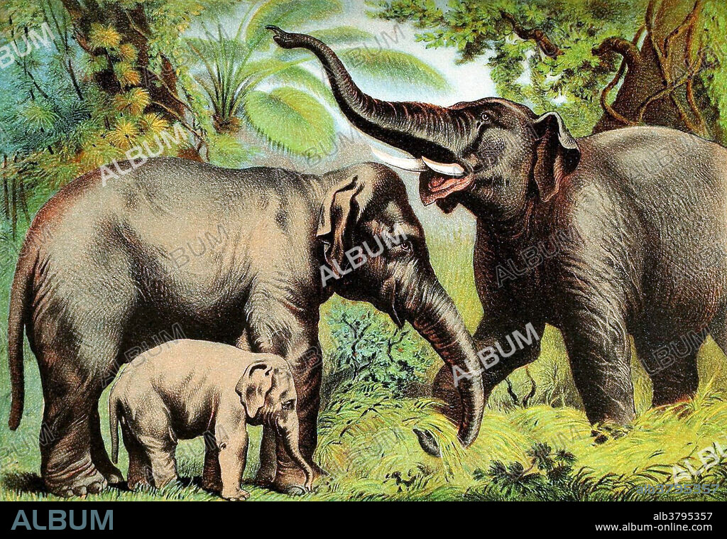 The Indian elephant (Elephas maximus indicus) is one of three recognized subspecies of the Asian elephant and native to mainland Asia. Since 1986, Elephas maximus has been listed as endangered by the IUCN. Asian elephants are threatened by habitat loss, degradation and fragmentation. Asian elephants are smaller than African elephants and have the highest body point on the head. Indian elephants reach a shoulder height of between 6.6 and 11.5 feet and weigh between 4,400 and 11,000 pounds. Females are usually smaller than males, and have short or no tusks. Elephants are classified as megaherbivores and consume up to 330 pounds of plant matter per day. Poaching of elephants for ivory is a serious threat in some parts of Asia. Taken from Johnson's household book of nature, containing full and interesting descriptions of the animal kingdom, based upon the writings of the eminent naturalists, Audubon, Wallace, Brehm, Wood and others edited by Hugh.