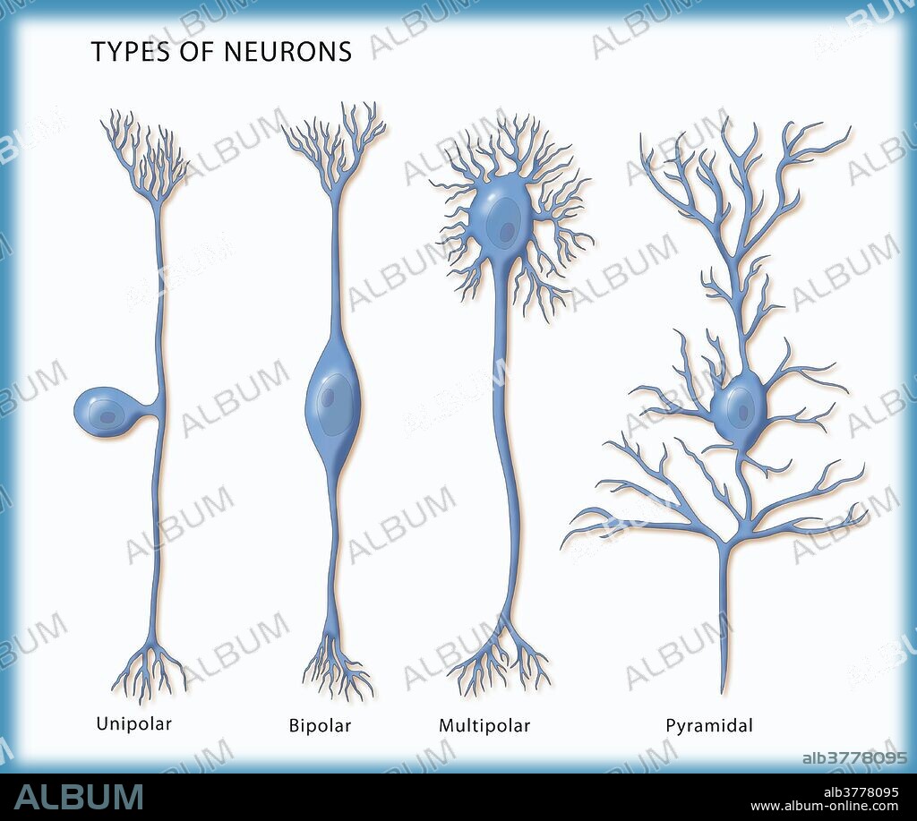 Illustration showing the 4 types of neurons. From left to right: unipolar, bipolar, multipolar, and pyramidal.