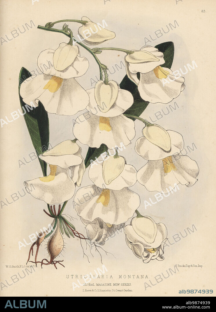 Bladderwort, Utricularia alpina. Epiphytic, perennial carnivorous plant native to South America. As Utricularia montana. Specimen from Mr Denning, gardener to orchid enthusiast William Denison, Lord Londesborough. Handcolored botanical illustration drawn and lithographed by Worthington George Smith from Henry Honywood Dombrain's Floral Magazine, New Series, Volume 2, L. Reeve, London, 1873. Lithograph printed by Vincent Brooks, Day & Son.