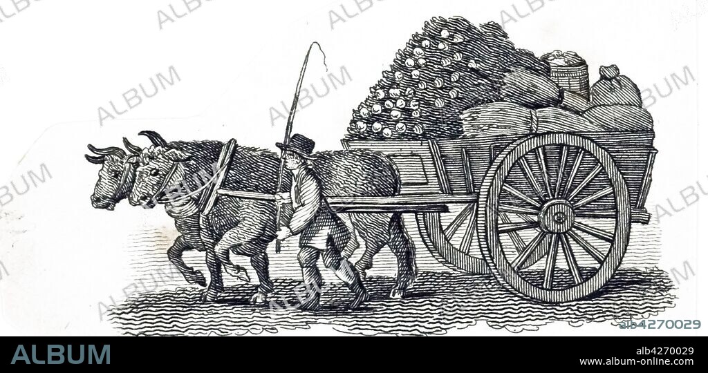 An engraving depicting oxen pulling a laden cart. Dated 19th century.