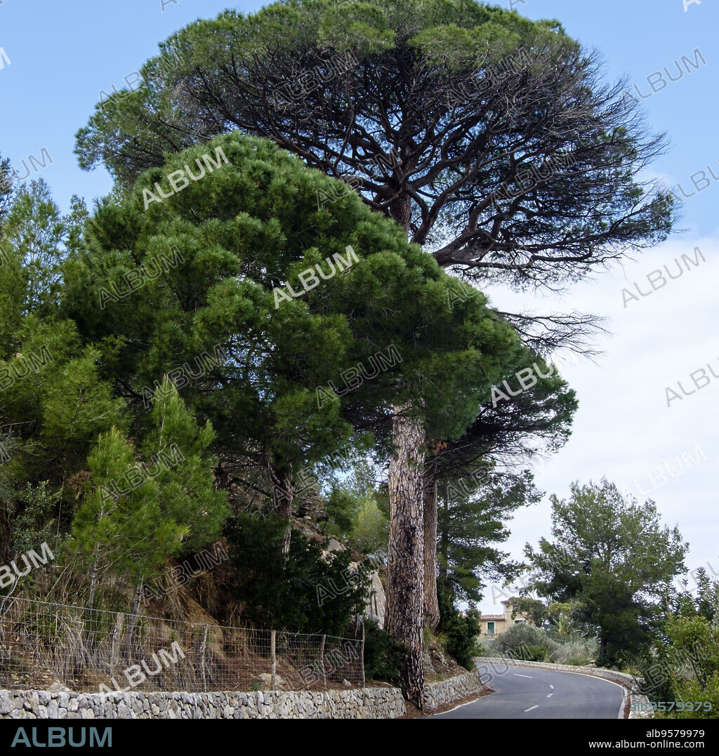 Pi de sa Pedrissa, Pinus pinea, arbol singular catalogado, Deià, comarca de la Sierra de Tramontana, Mallorca, balearic islands, Spain.