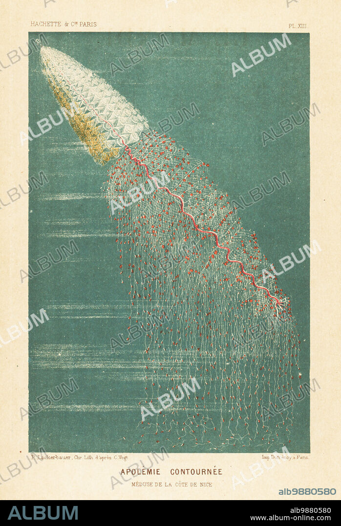 Siphonophore or string jellyfish, Apolemia contorta, from the Mediterranean coast off Nice. Apolemie contournee. Zooid, or floating colony of polyps and medusoids. Meduse de la cote de Nice. Chromolithograph by Pierre Lackerbauer after Carl Vogt from Alfred Fredols Le Monde de la Mer, the World of the Sea, edited by Olivier Fredol, Librairie Hachette et. Cie., Paris, 1881. Alfred Fredol was the pseudonym of French zoologist and botanist Alfred Moquin-Tandon, 1804-1863.