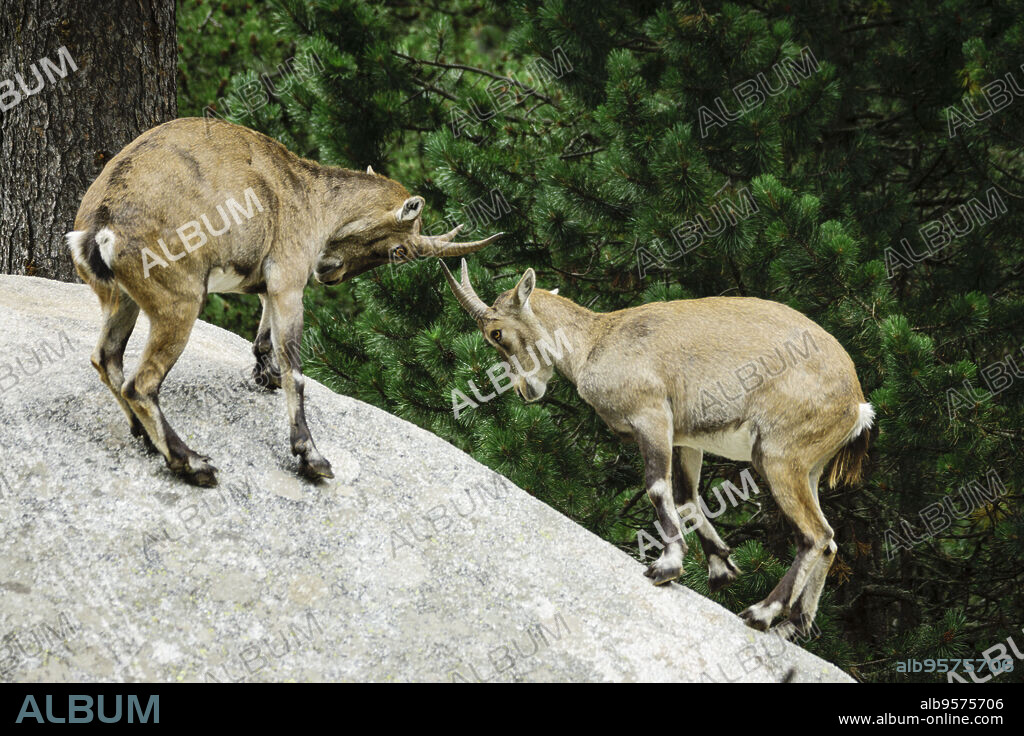 Ibice o cabra salvaje de los Alpes (Capra ibex) , Les Angles, pirineos catalanes, comarca de Capcir, Francia.
