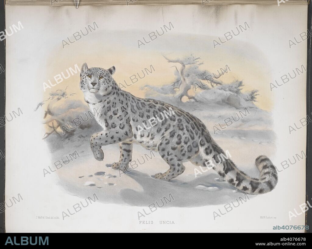 DANIEL GIRAUD ELLIOT. Felis uncia. Snow leopard. A monograph of the FelidÃ¦, or family of the Cats. [New York] : Published by the Author, 1878-83. Source: N.Tab.2004/4, plate 4.