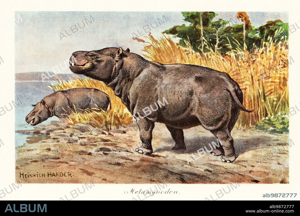 Metamynodon, extinct genus of amynodont rhino, late Eocene until early Oligocene. Metamynodon planifrons. Colour printed illustration after Heinrich Harder from Wilhelm Bolsches Tiere der Urwelt (Animals of the Prehistoric World), Reichardt Cocoa company, Hamburg, 1908. Heinrich Harder (1858-1935) was a German landscape artist and book illustrator.