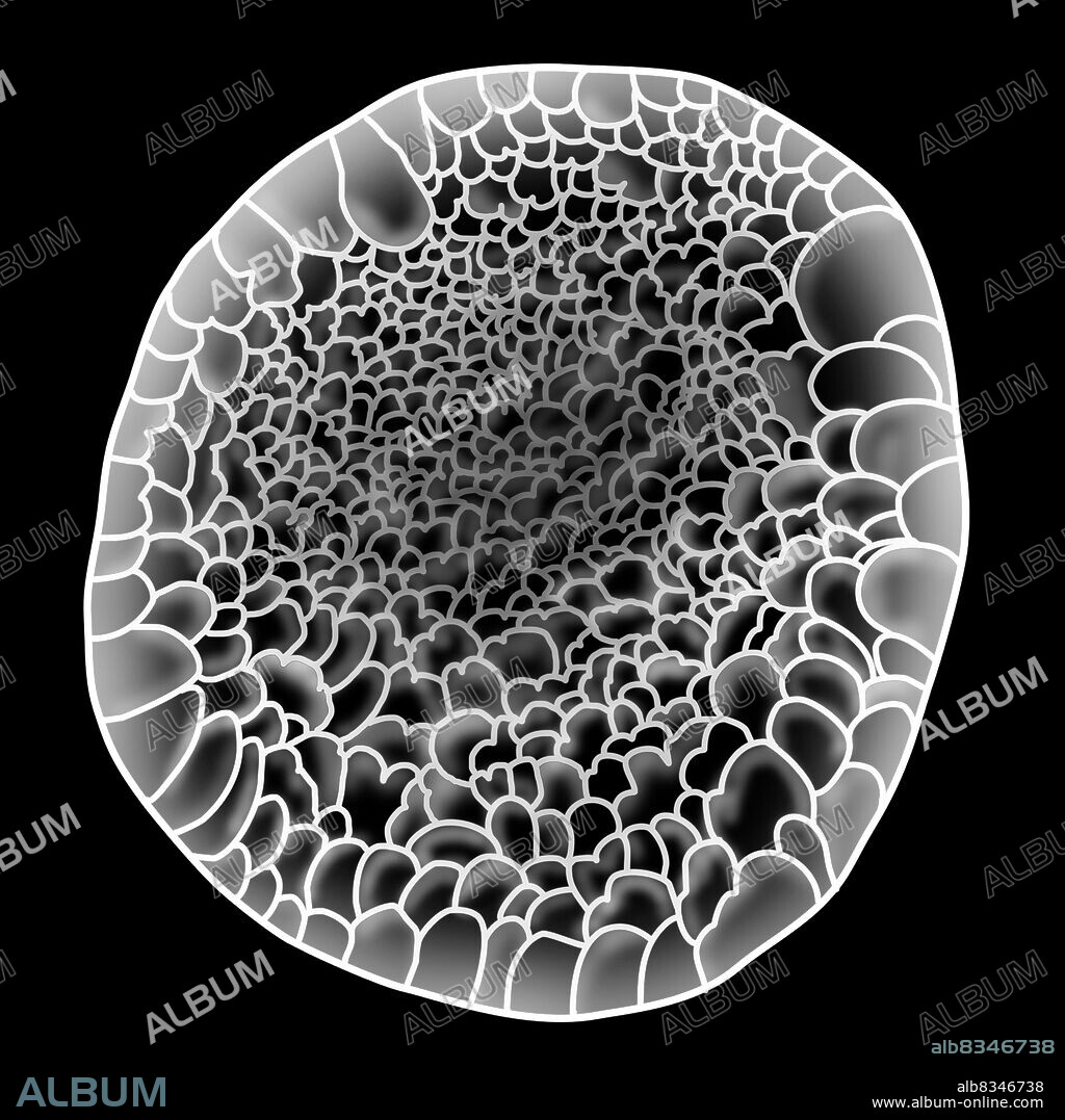 This image shows a chicken morula, which is an early stage embryo.