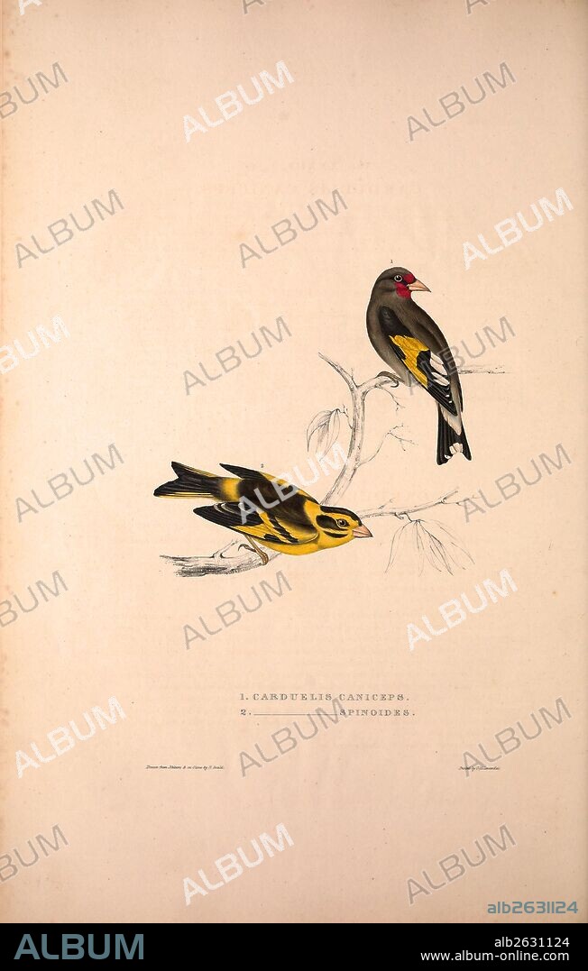 Carduelis Caniceps, Grey-headed Goldfinch, Carduelis Spinoides, Yellow-breasted Greenfinch. Birds from the Himalaya Mountains, engraving 1831 by Elizabeth Gould and John Gould. John Gould was working as a taxidermist,he was known as the 'bird-stuffer', by the Zoological Society. Gould's fascination with birds from the east began in the late 1820s when a collection of birds from the Himalayan mountains arrived at the Society's museum and Gould conceived the idea of publishing a volume of imperial folio sized hand-coloured lithographs of the eighty species, with figures of a hundred birds. Elizabeth Gould made the drawings and transferred them to the large lithographic stones. They are called Gould plates.