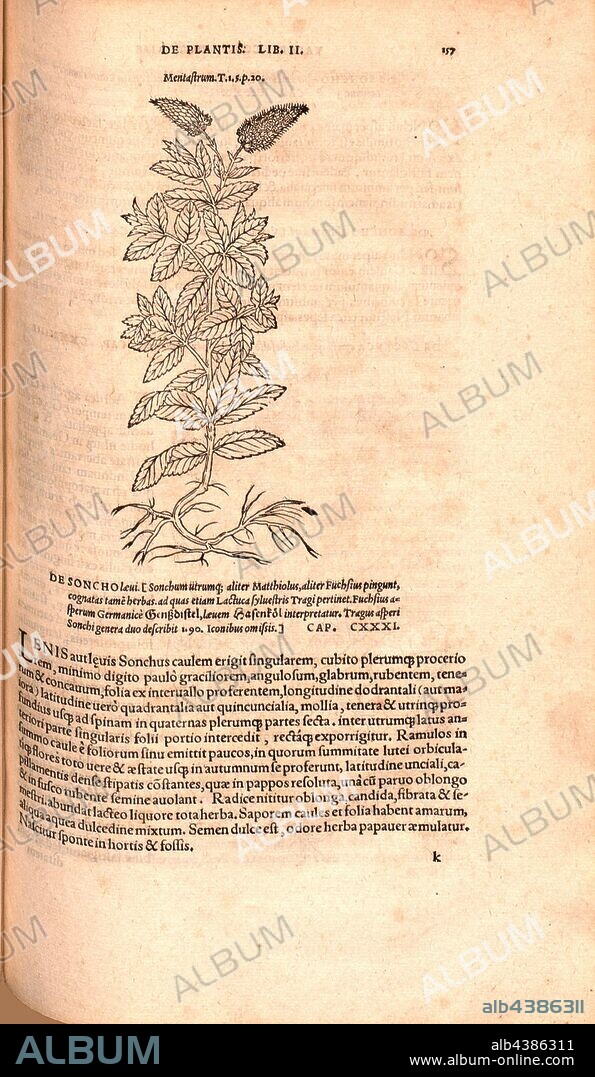 Mentastrum, Illustration of a 16th century style of mints, Fig. 129, p. 157r, 1561, Valerius Cordus, Konrad Gessner, Benedictus Aretius, Pedanius Dioscorides: In hoc volumine continentur Valerii Cordi Simesusii annotationes in Pedacii Dioscoridis Anazarbei de medica materia libros V. [...]. Argentorati: excudebat Josias Rihelius 1561.