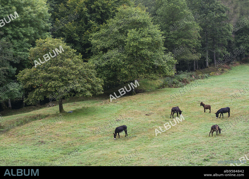 burros pastando,parque natural Gorbeia,Alava- Vizcaya, Euzkadi, Spain.