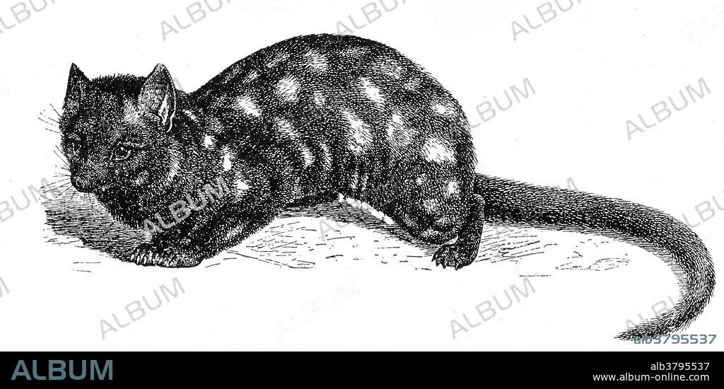 The eastern quoll (Dasyurus viverrinus), also known as the eastern native cat, is a medium-sized carnivorous dasyurid marsupial native to Australia. They are now considered extinct on the mainland, but remain widespread and even locally common in Tasmania. It is one of six extant species of quoll. The eastern quoll is generally about the size of a small domestic cat with a thick coat is covered by white spots, and ranges in color from a light fawn to a near black, with an off-white belly. The main threats to the eastern quoll are competition and predation from feral cats and illegal poisoning and trapping. The lack of foxes and dingoes in Tasmania is believed to have contributed to the survival of the species.