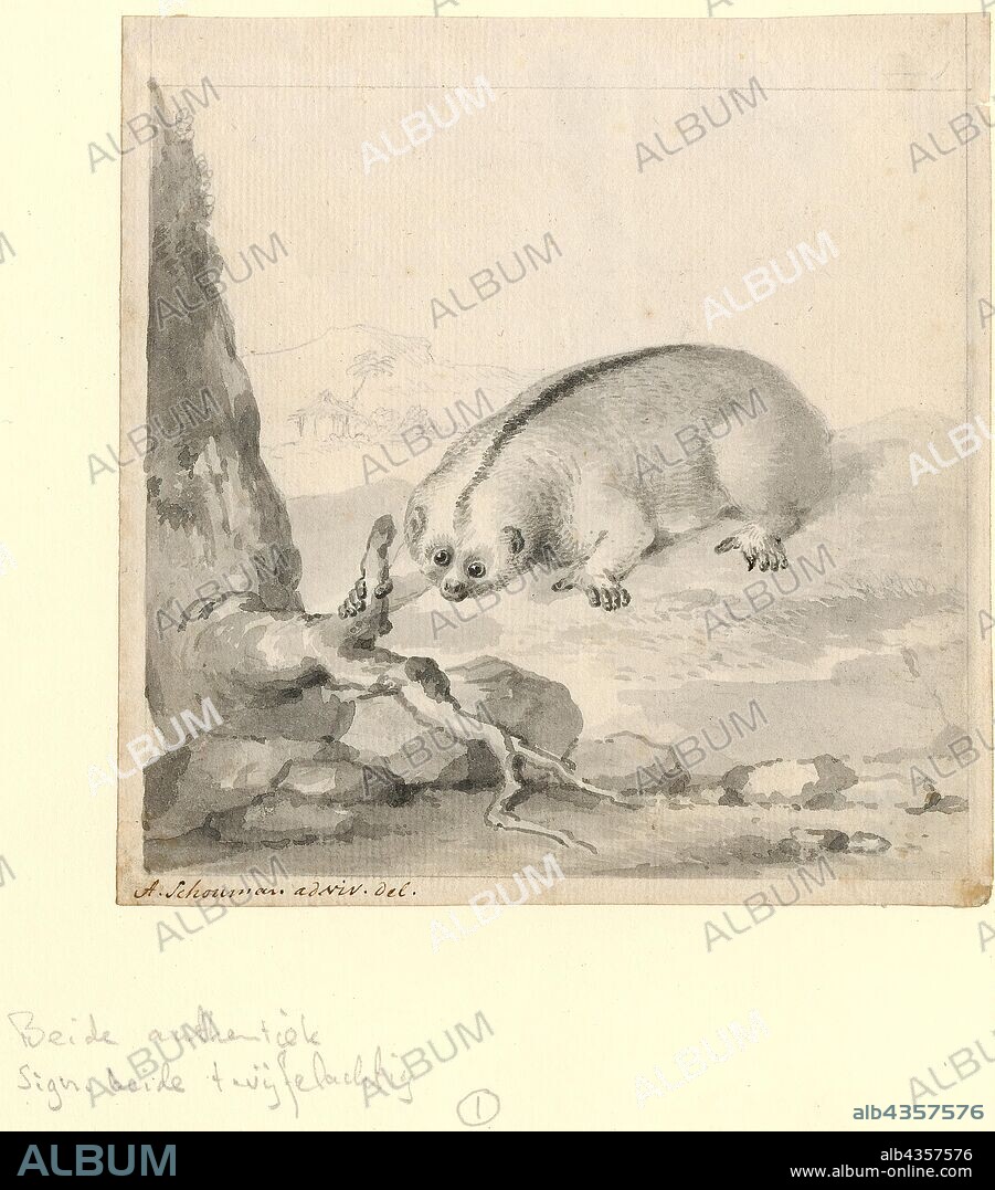 Nycticebus coucang, Print, The Sunda slow loris (Nycticebus coucang) or greater slow loris is a strepsirrhine primate and a species of slow loris native to Indonesia, western Malaysia, southern Thailand and Singapore. It measures 27 to 38 cm (11 to 15 in) from head to tail and weighs between 599 and 685 g (21.1 and 24.2 oz). Like other slow lorises, it has a wet nose (rhinarium), a round head, small ears hidden in thick fur, a flat face, large eyes and a vestigial tail., 1710-1792.