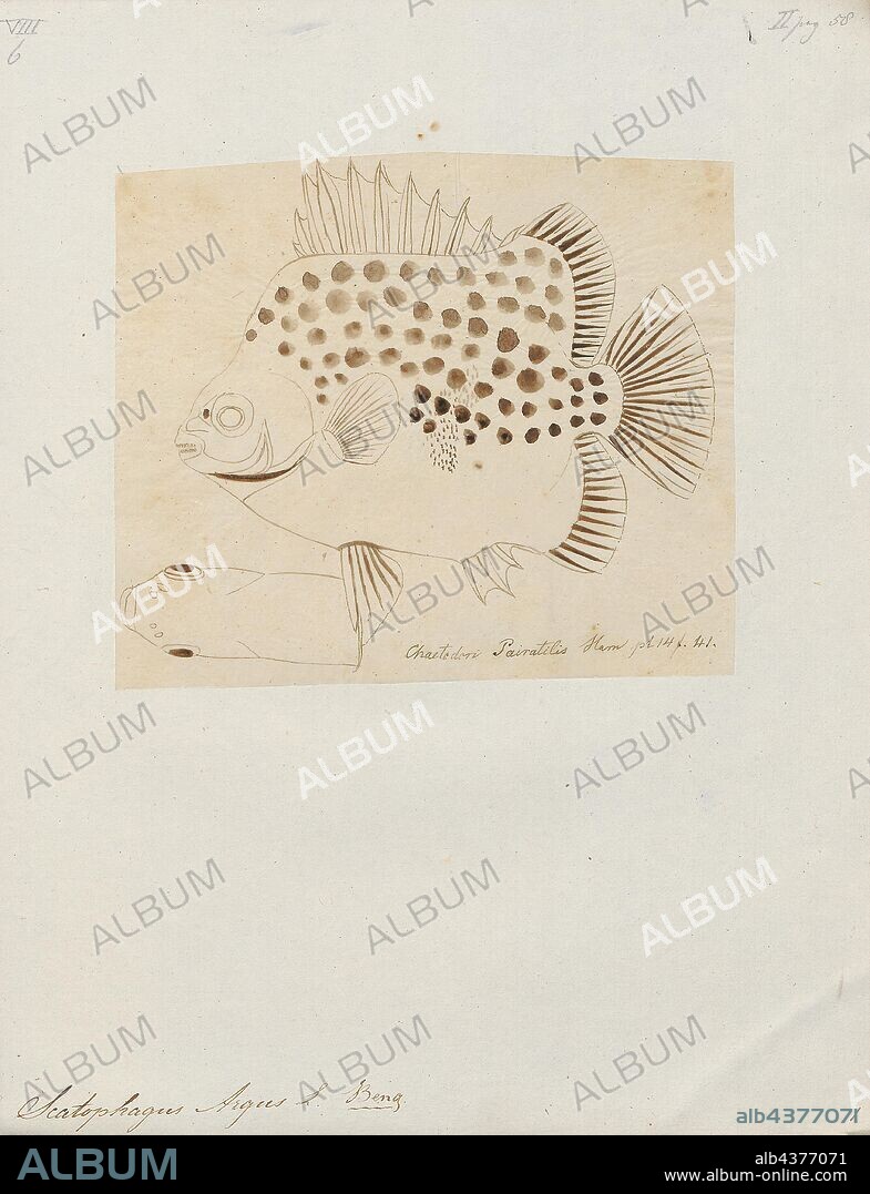 Scatophagus argus, Print, Scatophagus argus, or the spotted scat, is a species of fish in the scat family Scatophagidae. It occurs in two basic color morphs which are called green scat and ruby or red scat. This fish is generally distributed around the Indo-Pacific region, to Japan, New Guinea, and southeastern Australia. They live in coastal muddy areas, including estuaries, mangroves, harbours, and the lower courses of rivers. They are popular aquarium fish usually used to eliminate algae in the fish tank., 1700-1880.