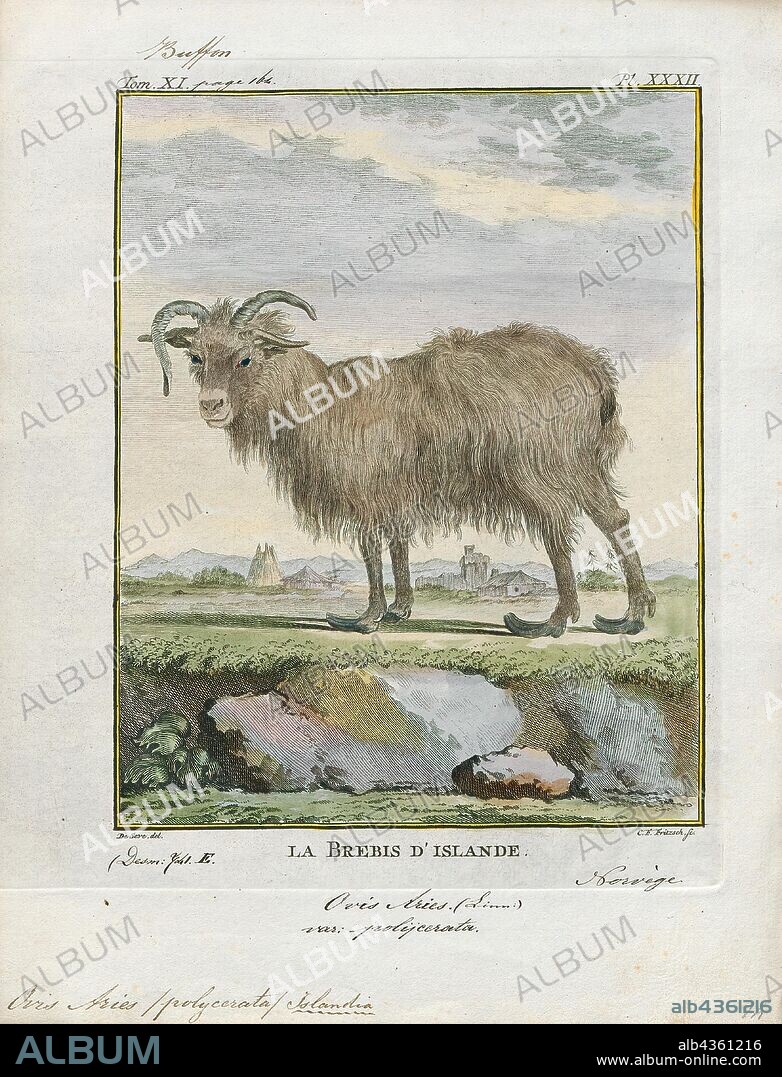 Ovis aries polycerata, Print, Ovis is a genus of mammals, part of the Caprinae subfamily of the ruminant family Bovidae. Its five or more highly sociable species are known as sheep. The domestic sheep is one member of the genus, and is thought to be descended from the wild mouflon of central and southwest Asia., multi-horned.